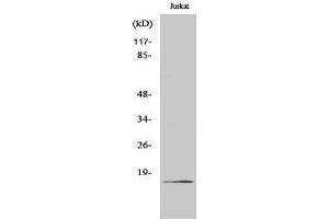 Western Blotting (WB) image for anti-Coagulation Factor VII (F7) (Arg212), (cleaved) antibody (ABIN3181833)
