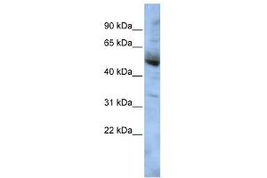WB Suggested Anti-COPS4 Antibody Titration: 0. (COPS4 antibody  (Middle Region))