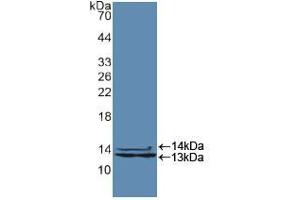 Western blot analysis of recombinant Human HNRPA2B1. (HNRNPA2B1 antibody  (AA 21-103))