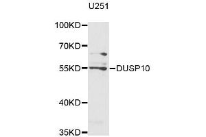 Western blot analysis of extracts of U-251MG cells, using DUSP10 antibody (ABIN5996060) at 1/1000 dilution. (DUSP10 antibody)