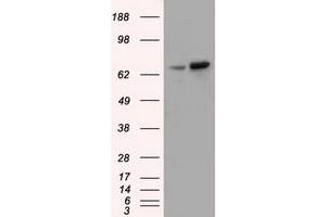 Western Blotting (WB) image for anti-Sorting Nexin 9 (SNX9) antibody (ABIN1501046) (SNX9 antibody)