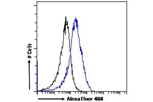 (ABIN190809) Flow cytometric analysis of paraformaldehyde fixed MCF7 cells (blue line), permeabilized with 0. (CHD5 antibody  (Internal Region))