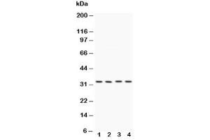 Western blot testing of Caspase-7 antibody and Lane 1:  HeLa (Caspase 7 antibody  (AA 237-255))