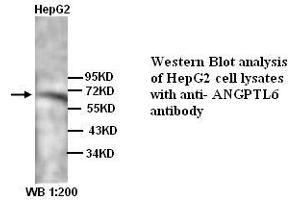 Image no. 1 for anti-Angiopoietin-Like 6 (ANGPTL6) (N-Term) antibody (ABIN790998) (ANGPTL6 antibody  (N-Term))