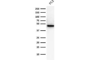 Western Blot Analysis of human Prostate Cancer PC-3 cell lysate Cytokeratin 19 Mouse Monoclonal Antibody (A53-B/A2. (Cytokeratin 19 antibody)