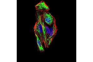 Immunofluorescence analysis of Hela cells using SNAI2 mouse mAb (green). (SLUG antibody  (AA 100-200))