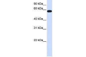 Western Blotting (WB) image for anti-Heparan Sulfate 6-O-Sulfotransferase 3 (HS6ST3) antibody (ABIN2459261) (HS6ST3 antibody)