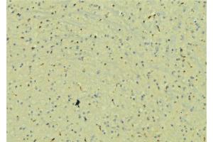 ABIN6272908 at 1/100 staining Mouse brain tissue by IHC-P.