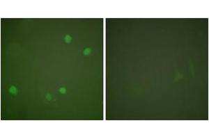 Immunofluorescence analysis of COS7 cells, using HDAC3 Antibody. (HDAC3 antibody  (AA 379-428))