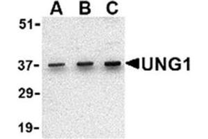 Image no. 2 for anti-Uracil-DNA Glycosylase (UNG) (N-Term) antibody (ABIN318787) (UNG antibody  (N-Term))