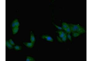 Immunofluorescent analysis of Hela cells using ABIN7145700 at dilution of 1:100 and Alexa Fluor 488-congugated AffiniPure Goat Anti-Rabbit IgG(H+L) (BMP7 antibody  (AA 293-431))