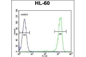 ITIH1 Antibody (Center) (ABIN655628 and ABIN2845107) flow cytometric analysis of HL-60 cells (right histogram) compared to a negative control cell (left histogram). (ITIH1 antibody  (AA 606-635))