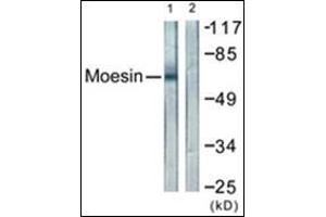 Western blot analysis of extracts from NIH-3T3 cells, using Moesin/Ezrin/Radixin Antibody. (Moesin antibody  (C-Term))