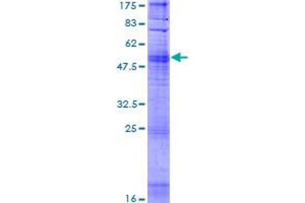 OR10H1 Protein (AA 1-318) (GST tag)