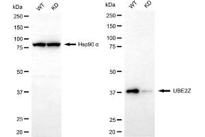 Western blotting analysis using UBE2Z antibody (ABIN7800754).