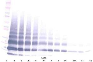 Image no. 4 for anti-Resistin Like beta (RETNLB) antibody (ABIN465490)