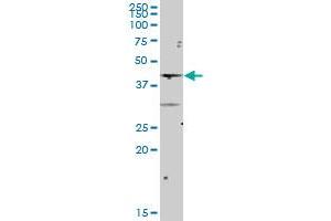 NCF4 MaxPab polyclonal antibody. (NCF4 antibody  (AA 1-339))