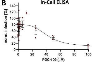 SARS-CoV-2 In-Cell ELISA using ABIN6952435: In-Cell ELISA was performed 24 h post infection. (SARS-CoV-2 Nucleocapsid antibody)