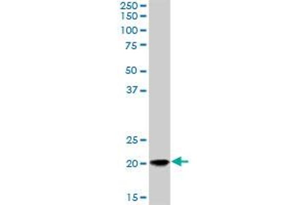 RAP2A antibody  (AA 1-183)