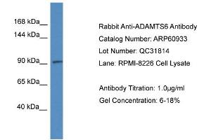 Western Blotting (WB) image for anti-ADAM Metallopeptidase with Thrombospondin Type 1 Motif, 6 (ADAMTS6) (C-Term) antibody (ABIN2788624) (ADAMTS6 antibody  (C-Term))