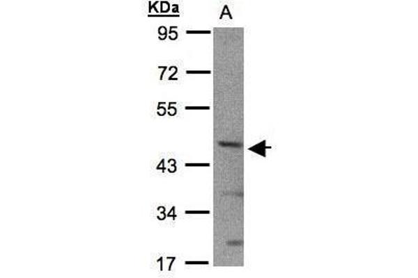 BHLHE40 antibody  (N-Term)