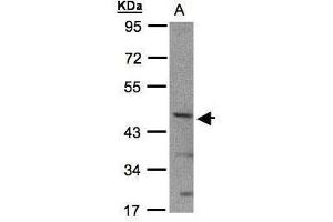 WB Image Sample(30 ug whole cell lysate) A:293T 10% SDS PAGE antibody diluted at 1:1000 (BHLHE40 antibody  (N-Term))
