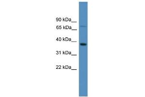 WB Suggested Anti-OR1S1 Antibody Titration: 1. (OR1S1 antibody  (C-Term))