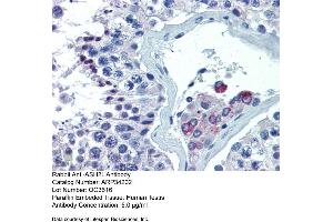Immunohistochemistry with Human Testis lysate tissue at an antibody concentration of 5. (ASH2L antibody  (Middle Region))