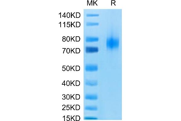 CD80 Protein (CD80) (AA 35-242) (Fc Tag)