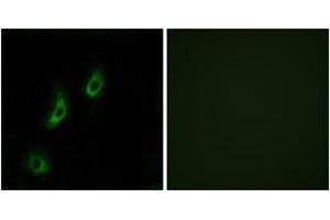 Immunofluorescence (IF) image for anti-Olfactory Receptor, Family 4, Subfamily L, Member 1 (OR4L1) (AA 262-311) antibody (ABIN2891013) (OR4L1 antibody  (AA 262-311))
