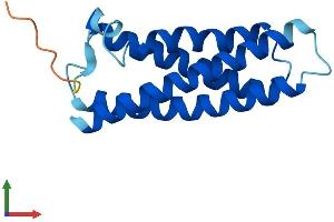 AlphaFold protein structure predicition of Mouse Recombinant Mal Protein, UniprotID O09198 (MAL Protein (AA 1-153) (His tag))