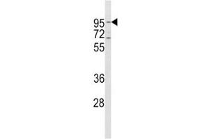 Western Blotting (WB) image for anti-Transferrin Receptor (p90, CD71) (TFRC) (AA 649-677) antibody (ABIN3029214)