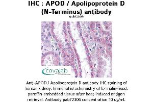 Image no. 1 for anti-Apolipoprotein D (APOD) antibody (ABIN1731878) (Apolipoprotein D antibody)