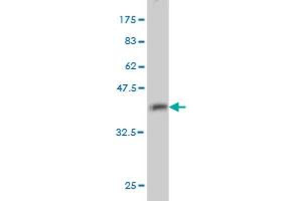 GMP Synthase antibody  (AA 108-215)