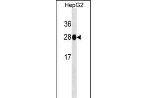 HNMT Antibody ABIN1539865 western blot analysis in HepG2 cell line lysates (35 μg/lane).
