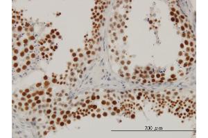 Immunoperoxidase of monoclonal antibody to RBBP6 on formalin-fixed paraffin-embedded human testis. (RBBP6 antibody  (AA 1582-1691))