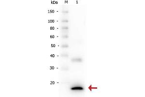 Western Blot of Rabbit anti-Human IL-1ß antibody. (IL-1 beta antibody)