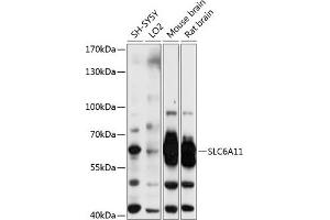 Western blot analysis of extracts of various cell lines, using SLC6 antibody (702) at 1:3000 dilution. (SLC6A11 antibody  (AA 1-60))