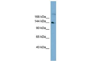 WB Suggested Anti-WDR35 Antibody Titration: 0.