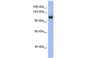 WB Suggested Anti-NR3C2 Antibody Titration: 0.
