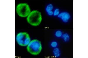 Immunofluorescence staining of fixed human peripheral blood leukocytes with anti-IL-8RA antibody SE2. (Recombinant CXCR2 antibody  (N-Term))