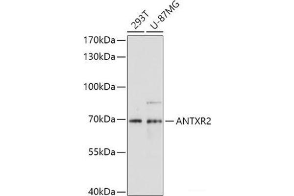 ANTXR2 Antikörper