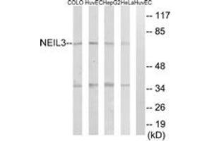 Western blot analysis of extracts from HeLa/HepG2/HuvEc/COLO cells, using NEIL3 Antibody. (NEIL3 antibody  (AA 491-540))