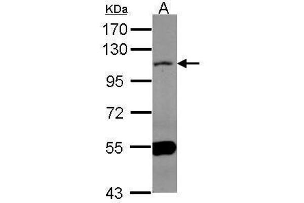 MAML1 antibody  (N-Term)