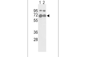 Western blot analysis of NFE2L2-S40 (ABIN391425 and ABIN2841418) in T47D(lane 1) and 293(lane 2) cell line lysates (35 μg/lane). (NRF2 antibody  (AA 12-44))