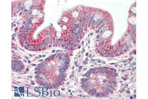 ABIN5539911 (5µg/ml) staining of paraffin embedded Human Small Intestine. (PTCD2 antibody  (AA 214-226))