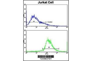 Flow cytometric analysis of jurkat cells using CECR5 Antibody (bottom histogram) compared to a negative control cell (top histogram). (CECR5 antibody  (AA 164-190))