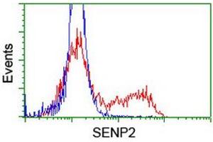 Image no. 2 for anti-SUMO1/sentrin/SMT3 Specific Peptidase 2 (SENP2) (AA 139-523) antibody (ABIN1490923) (SENP2 antibody  (AA 139-523))