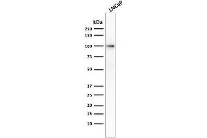 Western Blot Analysis of human LNCaP cell lysate using FOLH1 Mouse Monoclonal Antibody (FOLH1/2354).