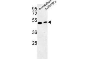 Western Blotting (WB) image for anti-phosphatidylserine Decarboxylase (PISD) antibody (ABIN3003933)
